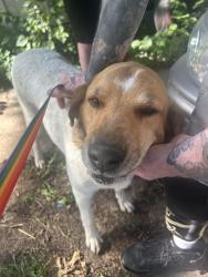 Reunited Female Dog last seen 23rd and Sterling, Independence, MO 64056