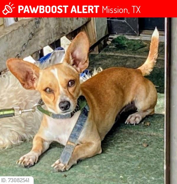 Lost Male Dog last seen N shary rd, Mission, TX 78574
