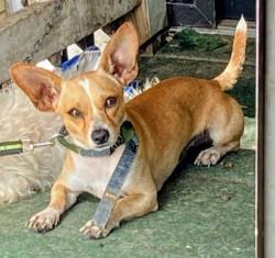 Lost Male Dog last seen N shary rd, Mission, TX 78574
