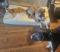 Lost Male Dog last seen Near n lyon, Oklahoma City, OK 73107