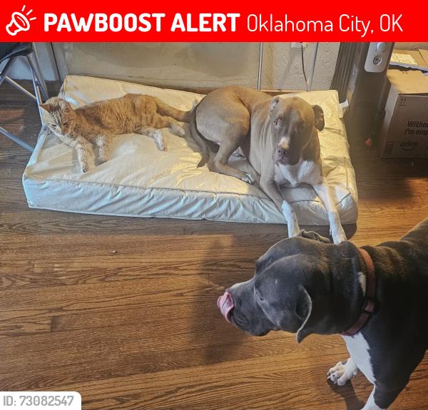 Lost Male Dog last seen Near n lyon, Oklahoma City, OK 73107