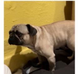 Lost Male Dog last seen Vernon alameda, Los Angeles, CA 90011