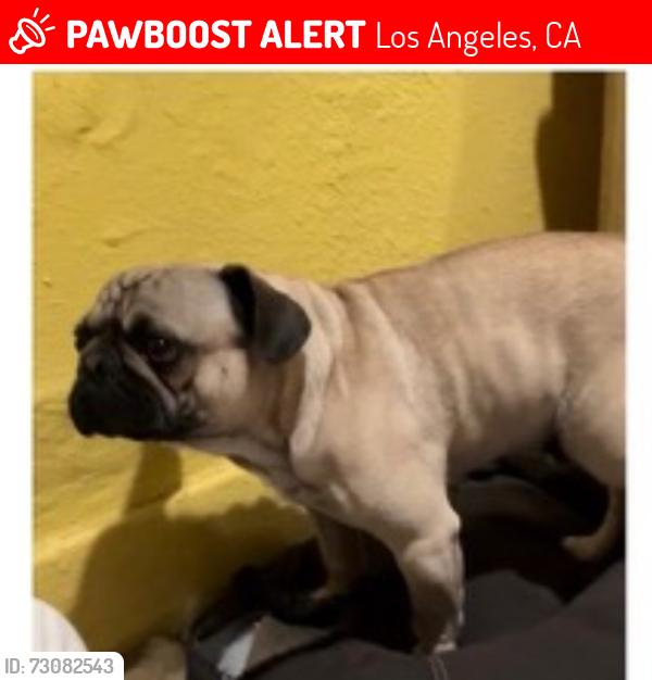 Lost Male Dog last seen Vernon alameda, Los Angeles, CA 90011