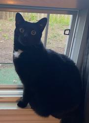 Lost Male Cat last seen Victoria St. S and Oprington Drive , Kitchener, ON N2N 3G3