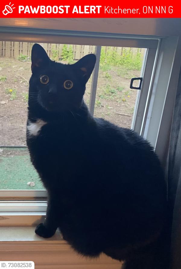 Lost Male Cat last seen Victoria St. S and Oprington Drive , Kitchener, ON N2N 3G3