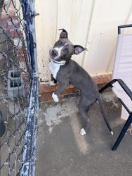 Found/Stray Male Dog last seen Floyd Rd, Columbus, GA 31907
