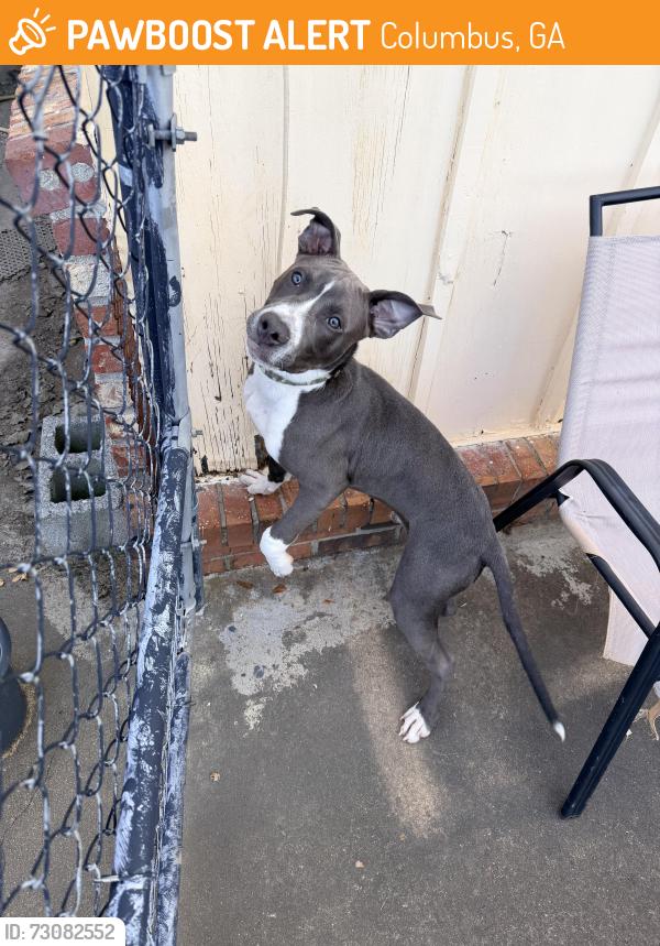 Found/Stray Male Dog last seen Floyd Rd, Columbus, GA 31907