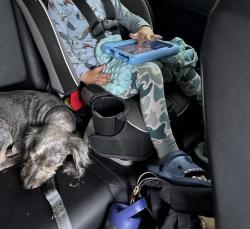 Reunited Female Dog last seen Near 2313 woodland blvd, Fort Myers, FL 33907