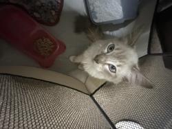 Found/Stray Female Cat last seen Longstreet road, Rossville, GA 30741