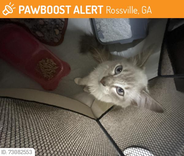 Found/Stray Female Cat last seen Longstreet road, Rossville, GA 30741