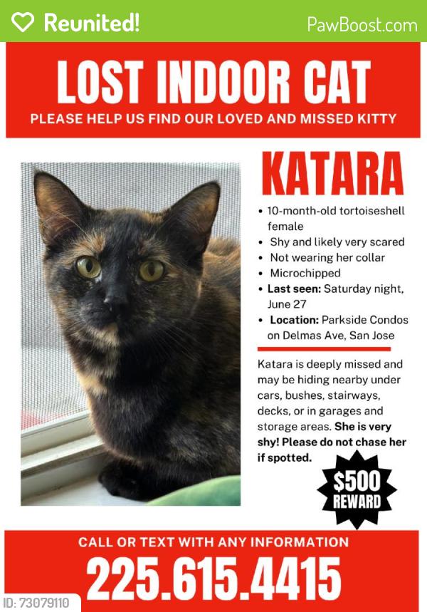 Reunited Female Cat last seen Near Park Ave, San Jose, CA 95110, USA, San Jose, CA 95110