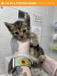 Shelter Stray Male Cat last seen Near Dundalk Ave, 21224, MD, 301 Stockholm St, Baltimore, MD 21230, USA
