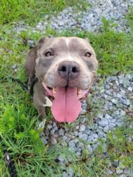 Shelter Stray Female Dog last seen Near UNION ST, Union City, GA, 1251 Fulton Industrial Blvd NW, Atlanta, GA 30336, USA