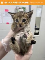 Shelter Stray Male Cat last seen Near Dundalk Ave, 21224, MD, 301 Stockholm St, Baltimore, MD 21230, USA