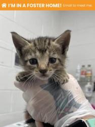 Shelter Stray Female Cat last seen Near Dundalk Ave, 21224, MD, 301 Stockholm St, Baltimore, MD 21230, USA