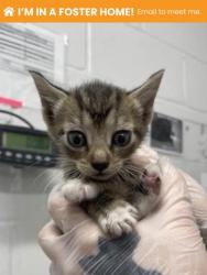 Shelter Stray Female Cat last seen Near Dundalk Ave, 21224, MD, 301 Stockholm St, Baltimore, MD 21230, USA
