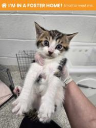 Shelter Stray Male Cat last seen Near N Mt. Oliver ST, 21229, MD, 301 Stockholm St, Baltimore, MD 21230, USA