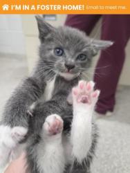 Shelter Stray Male Cat last seen Near N Mt. Oliver ST, 21229, MD, 301 Stockholm St, Baltimore, MD 21230, USA