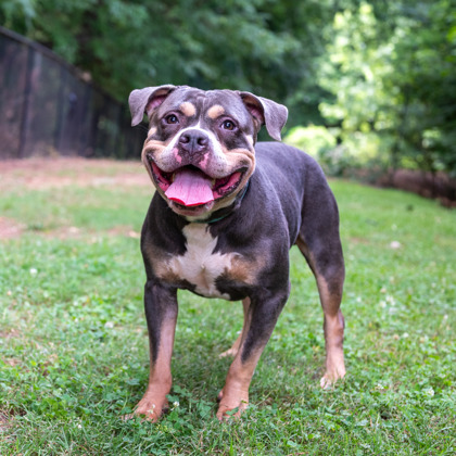 Shelter Stray Male Dog last seen I 285 @ BOULDERCREST, 30316, GA, 3280 Chamblee Dunwoody Rd, Chamblee, GA 30341, USA