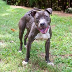 Shelter Stray Female Dog last seen Near Parkway drive, 30058, GA, 3280 Chamblee Dunwoody Rd, Chamblee, GA 30341, USA