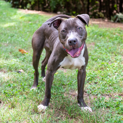 Shelter Stray Female Dog last seen Near Parkway drive, 30058, GA, 3280 Chamblee Dunwoody Rd, Chamblee, GA 30341, USA