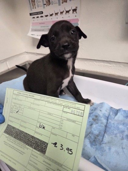 Shelter Stray Female Dog last seen Near san leandro st, Oakland, CA, 1101 29th Ave, Oakland, CA 94601, USA