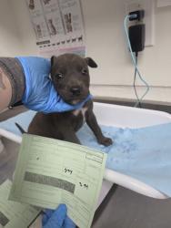 Shelter Stray Female Dog last seen Near san leandro st, Oakland, CA, 1101 29th Ave, Oakland, CA 94601, USA