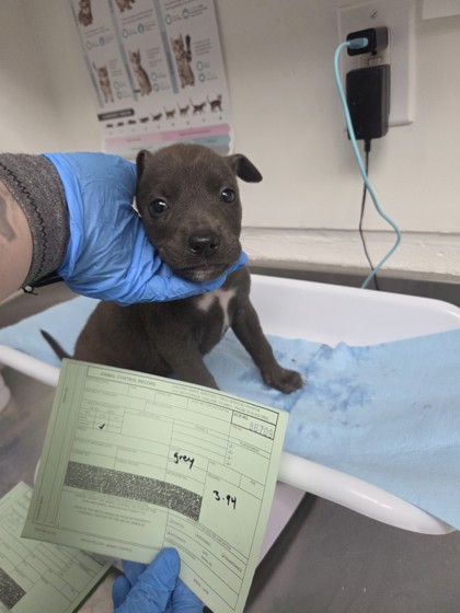 Shelter Stray Female Dog last seen Near san leandro st, Oakland, CA, 1101 29th Ave, Oakland, CA 94601, USA