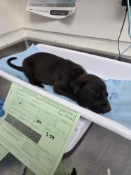 Shelter Stray Male Dog last seen Near san leandro st, Oakland, CA, 1101 29th Ave, Oakland, CA 94601, USA