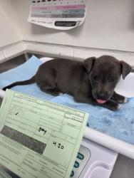 Shelter Stray Female Dog last seen Near san leandro st, Oakland, CA, 1101 29th Ave, Oakland, CA 94601, USA