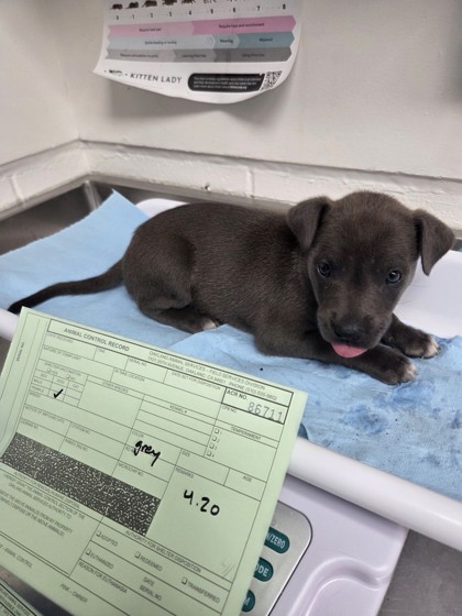 Shelter Stray Female Dog last seen Near san leandro st, Oakland, CA, 1101 29th Ave, Oakland, CA 94601, USA