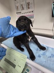Shelter Stray Female Dog last seen Near san leandro st, Oakland, CA, 1101 29th Ave, Oakland, CA 94601, USA