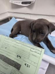 Shelter Stray Female Dog last seen Near san leandro st, Oakland, CA, 1101 29th Ave, Oakland, CA 94601, USA