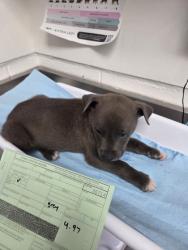 Shelter Stray Male Dog last seen Near san leandro st, Oakland, CA, 1101 29th Ave, Oakland, CA 94601, USA