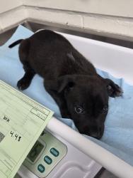 Shelter Stray Female Dog last seen Near san leandro st, Oakland, CA, 1101 29th Ave, Oakland, CA 94601, USA