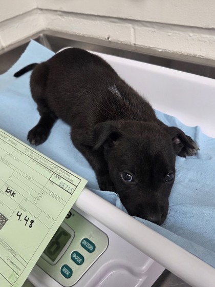 Shelter Stray Female Dog last seen Near san leandro st, Oakland, CA, 1101 29th Ave, Oakland, CA 94601, USA