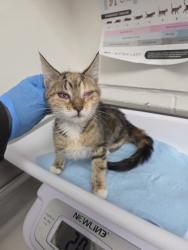 Shelter Stray Female Cat last seen Near 80th Ave, Oakland, CA, 1101 29th Ave, Oakland, CA 94601, USA