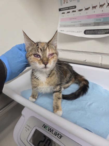 Shelter Stray Female Cat last seen Near 80th Ave, Oakland, CA, 1101 29th Ave, Oakland, CA 94601, USA