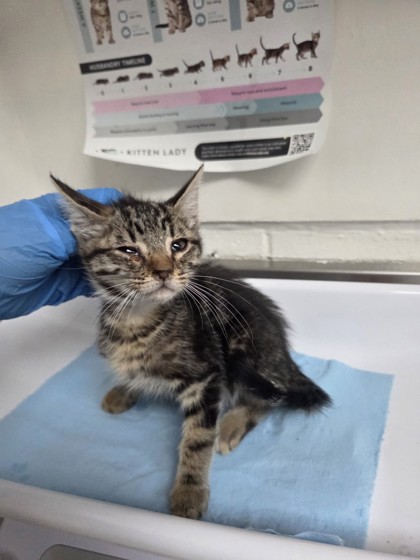 Shelter Stray Male Cat last seen Near 80th Ave, Oakland, CA, 1101 29th Ave, Oakland, CA 94601, USA