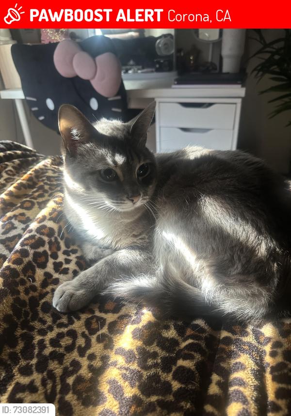 Lost Male Cat last seen Near del Norte dr, Corona, CA 92879