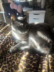 Lost Male Cat last seen Near del Norte dr, Corona, CA 92879