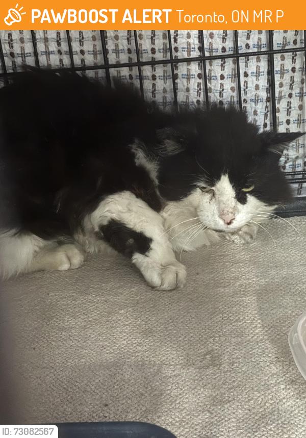 Found/Stray Male Cat last seen Sherwood Ave and Warden, Toronto, ON M1R 2P3