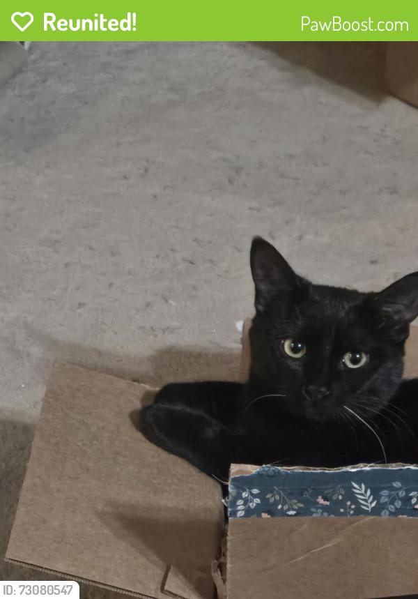 Reunited Female Cat last seen Spokane and Washington, Albany, CA 94706