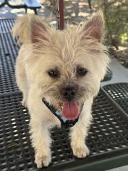 Found/Stray Male Dog last seen Cesar Chavez and Mednik , Projects, East Los Angeles, CA 90063