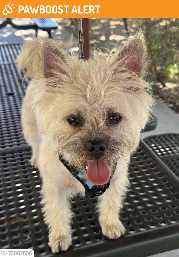 Found/Stray Male Dog last seen Cesar Chavez and Mednik , Projects, East Los Angeles, CA 90063