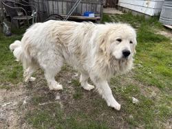Lost Male Dog last seen Mason, mi, Mason, MI 48854