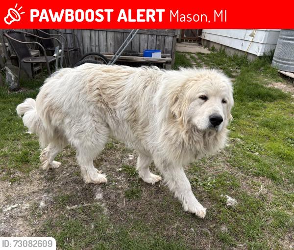 Lost Male Dog last seen Mason, mi, Mason, MI 48854