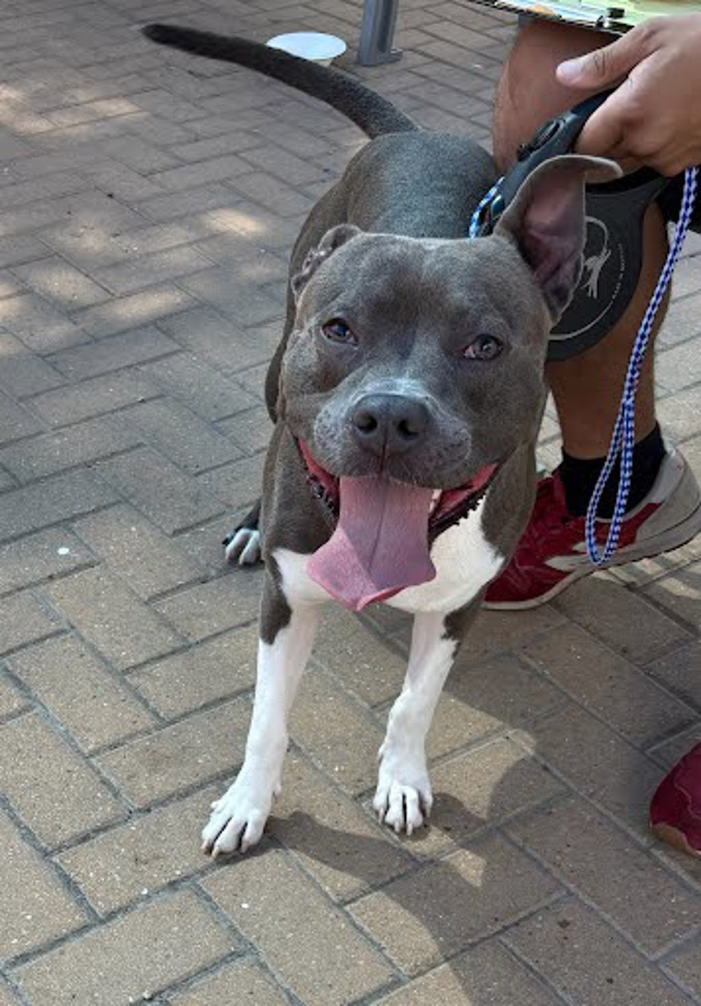 Shelter Stray Male Dog last seen Shady Lane, AUSTIN, TX, 78702, 7201 Levander Loop bldg a, Austin, TX 78702, USA