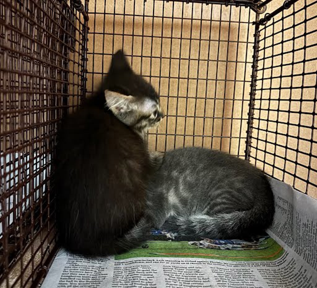 Shelter Stray Female Cat last seen Near N Interstate 35, AUSTIN, TX, 78753, 7201 Levander Loop bldg a, Austin, TX 78702, USA