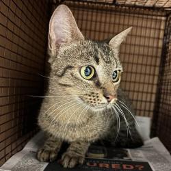 Shelter Stray Female Cat last seen Near N Interstate 35, AUSTIN, TX, 78753, 7201 Levander Loop bldg a, Austin, TX 78702, USA